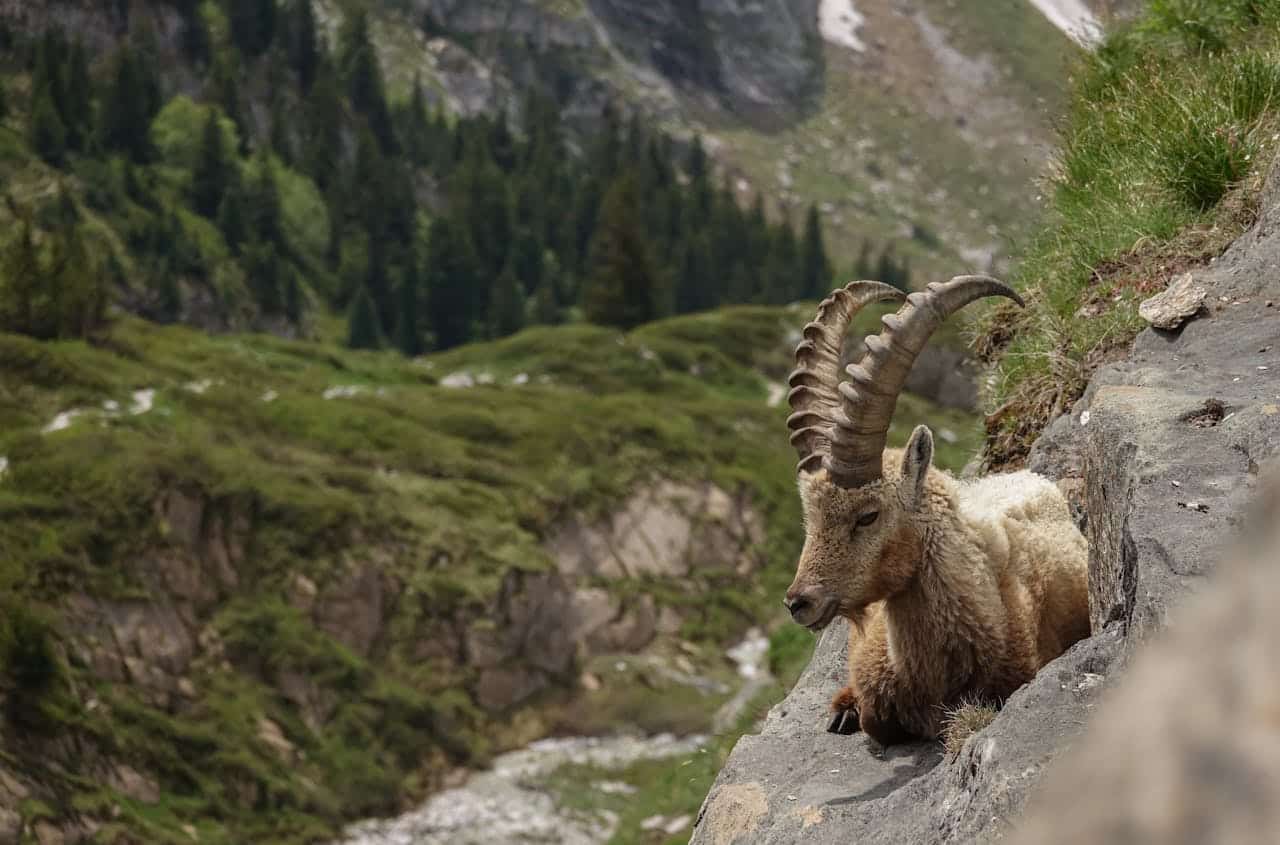 Pourquoi le Parc national de la Vanoise a été créé ?